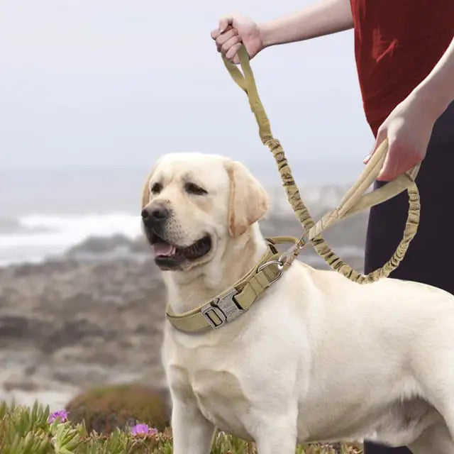 Nylon Collars for Large and Medium-sized Dogs